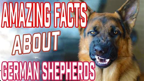 10 Most Interesting Facts About German Shepherd Youtube