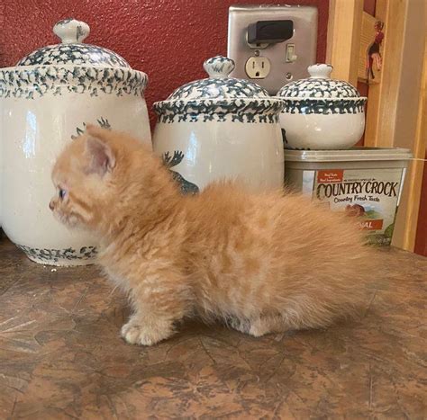 Stunning Munchkin Kittens Ready For Sale Now Cats For Sale Price