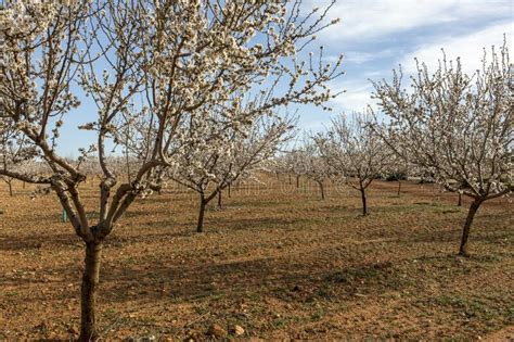 Almond Trees In Bloom In A Large Field Full Of This Type Of Trees Stock