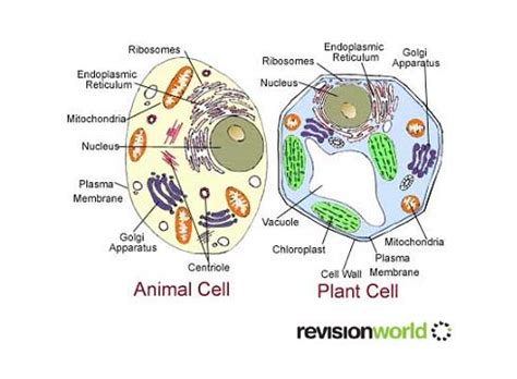 In animal cells, the mitochondria produces the majority of the cells energy from food. Plant Cells vs. Animal Cells | gcse-revision, biology ...