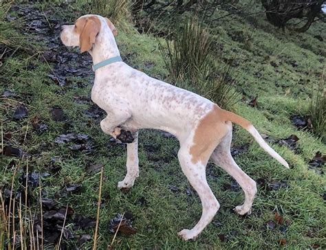 Pointer Dog Guide Exercise Needs Stories And Tips Borrowmydoggy