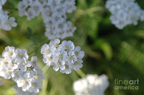 Small White Wildflowers Photograph By Jeff Swan