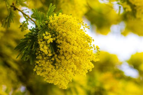 The Beautiful Mimosa Flower And Its Golden Yellow Blooms Floraqueen
