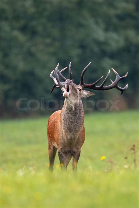 Roaring Dominant Red Deer Stag In Mating Season Stock Image Colourbox