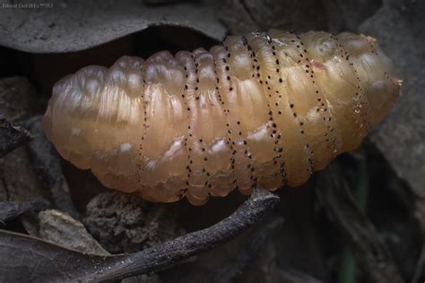 Recently Emerged Human Botfly Larva Dermatobia Hominis Flickr