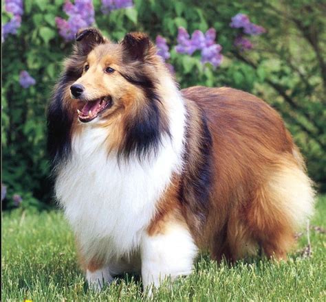 Why Is Collie Dog A Perfect Watchdog Miniature Collie Sheep Dog