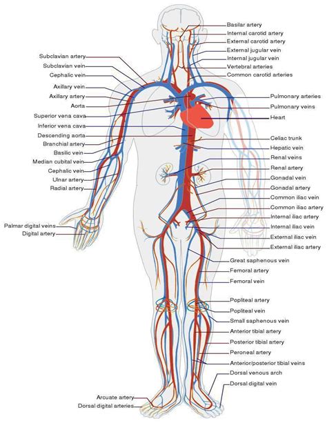 The heart pumps the blood, and through the. Circulatory System - /medical/anatomy/blood/Circulatory ...