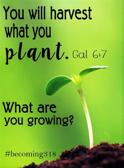 You Will Harvest What You Plant What Are You Growing Becoming318