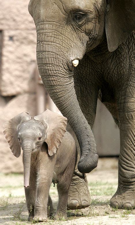 Sorry About That Son Baby Elephant Reunited With The Mother Who Tried