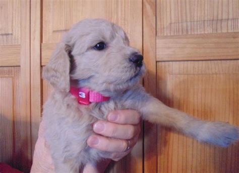 We plan to have a litter of english creams around mid january that should be ready to go home mid march. F2b Goldendoodle Puppies (.25% English Cream Golden ...