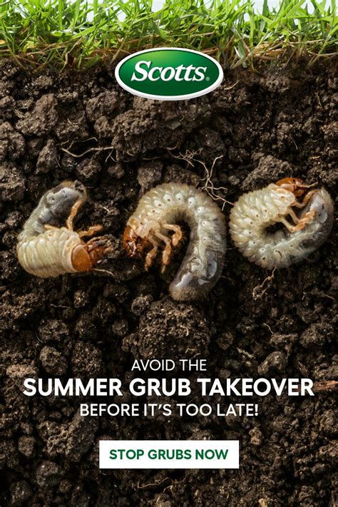 Avoid The Summer Grub Takeover Before Its Too Late Lawn Lawn