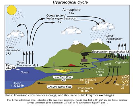 What Is The Percentage Of The Global Water Cycle Evaporation