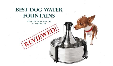 Best Dog Water Fountains Reviewed Top Picks And Tips Petaholics