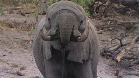Bbc News Fast Track Providing A Safe Haven For Elephants In Botswana