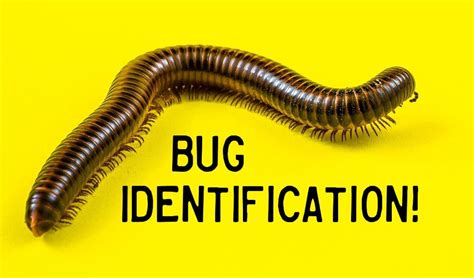 Bug Identification A Photo Guide To Common Insects And