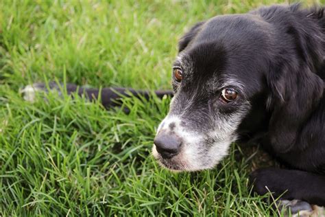 Lupus In Dogs Signs Symptoms And Causes Canna Pet