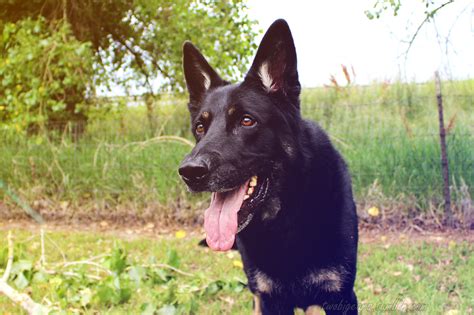 72 Most Popular German Shepherd Names