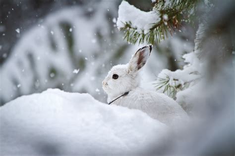 Can Snowshoe Hares Outrace Climate Change — High Country News
