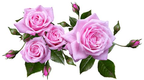 Rose, Flower, Arrangement, PlantRose Flower Arrangement Plant.png ...