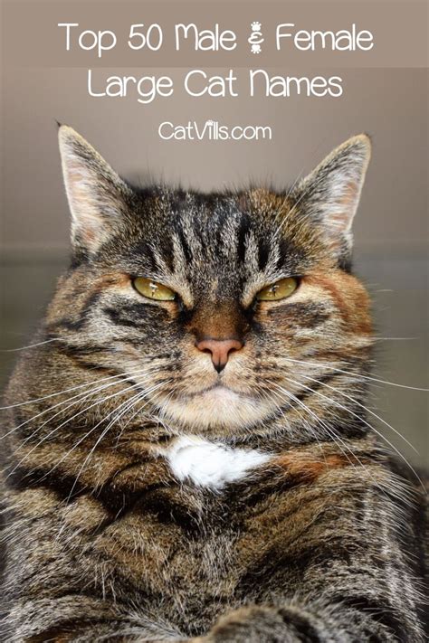That's more than 450 unusual, unique, halloween, tortie, cute, nerdy, and egyptian names for you cute calico cat. 50 Cute Names for Large Cats | Cats, Cute names, Cat breeds