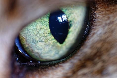Corneal Ulcer In Cats Animal Hospital At Thorndale Inc