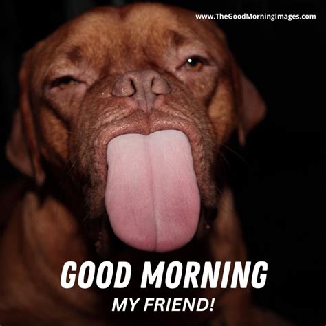 1000 Hilarious Good Morning Images For Friends Astonishing 4K