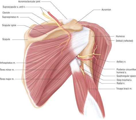 Muscles of the rotator cuff labeled on a sagittal mr slice. Anatomy Lesson: Shoulder Musculature - Beautiful to the Core