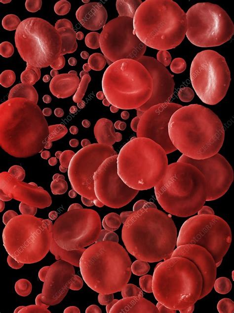 Human Red Blood Cells Sem Stock Image C0042364 Science Photo