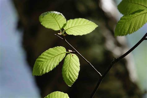 Yellow Birch Tree 51920 Sharon Friends Of Conservation