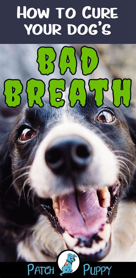 It ends dates, turns your masks all stinky and makes it virtually impossible for anyone to focus on the actual words coming out of your mouth. How to cure your dog's bad breath - PatchPuppy.com | Dog ...