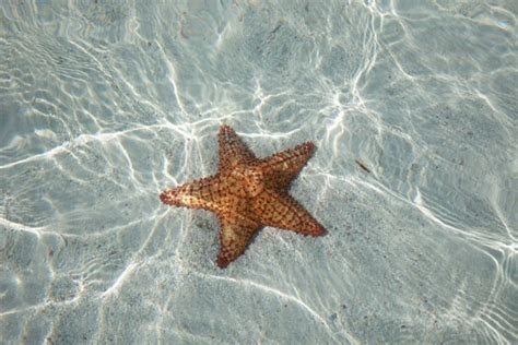 Sea Star On The Paradise Beach — Stock Photo © Katsyka
