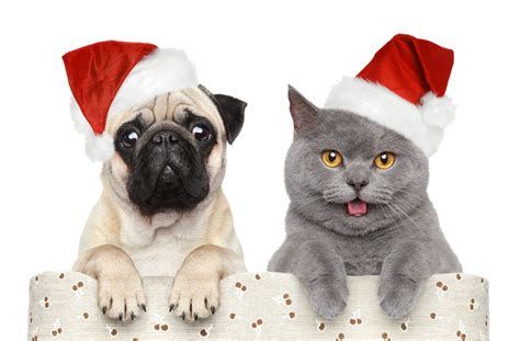 Download Christmashalloweenchristmas Pet Hats Claus Dog Cat Santa Hq