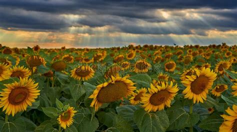 Sunflower Field At Sunset Stock Photo Image Of Farming 192212408