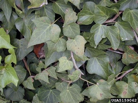 English Ivy Hedera Helix Apiales Araliaceae 5159062