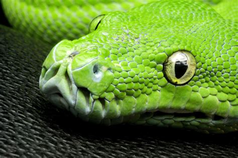 Online Crop Green Snake Nature Animals Yellow Eyes Snake Hd