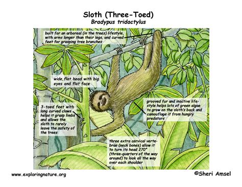 Sloth Three Toed