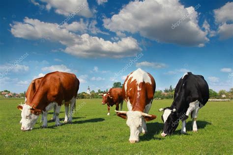 Cows Grazing On Pasture — Stock Photo © Branex 14733511