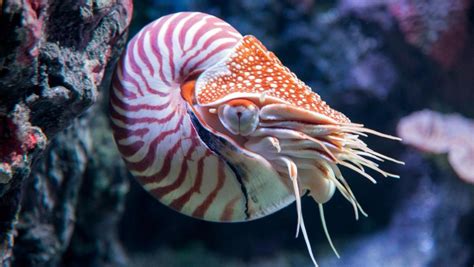 Chambered Nautilus Reefs And Pilings Octopuses And Kin Nautilus Sp At