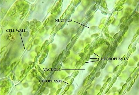 Diagram Of Elodea Cell Wiring Diagram Pictures