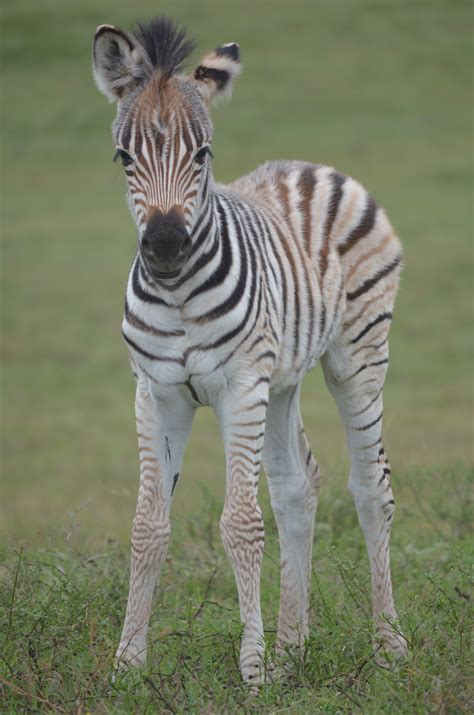 Baby Zebra By Jasonwebber On Deviantart