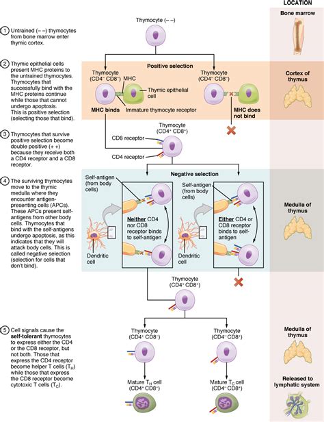 Lymphocyte Activation — B And T Cell Activation Medical Library