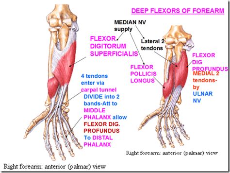 Flexor digitorum superficialis (flexor digitorum sublimis) is an extrinsic flexor muscle of the fingers at the proximal interphalangeal joints. EOS, our ENEMY: Muscles of upper limb & brachial plexus ...
