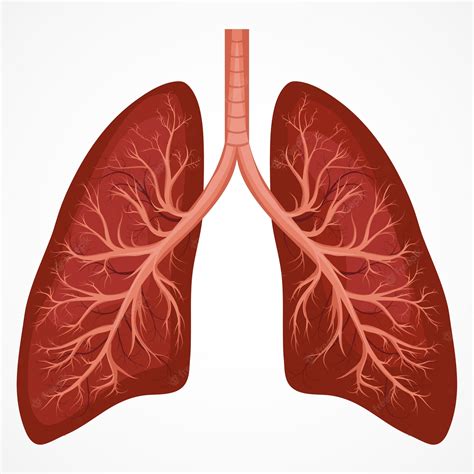 Premium Vector Human Lung Anatomy Diagram Illness Respiratory Cancer