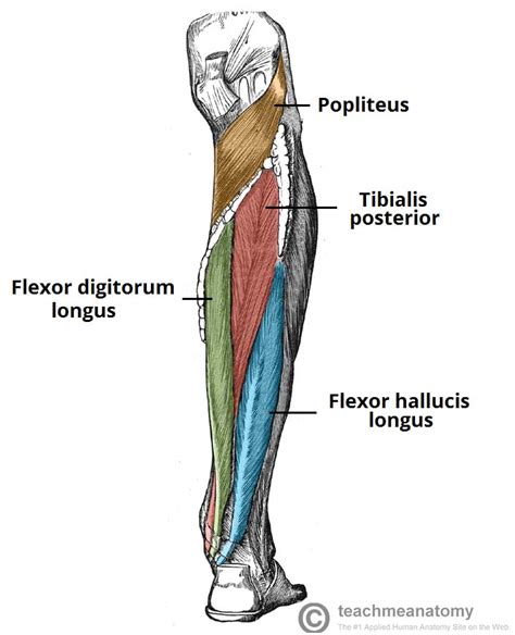 · anterior means of the front. let's begin with a group of muscles that is part of both the torso and the legs: Muscles of the Posterior Leg - Attachments - Actions ...