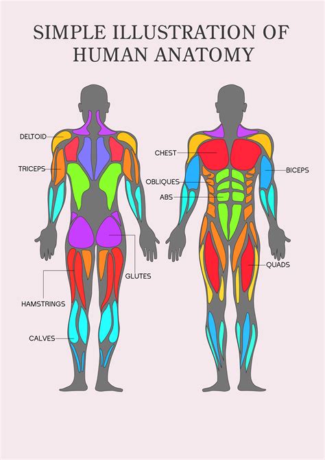 Muscles Diagrams Diagram Of Muscles And Anatomy Charts Anatomy Images