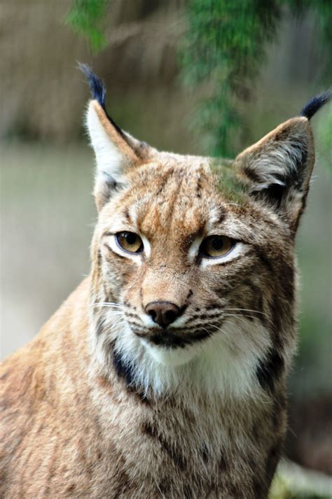 picture of lynx cat : Biological Science Picture Directory - Pulpbits.net
