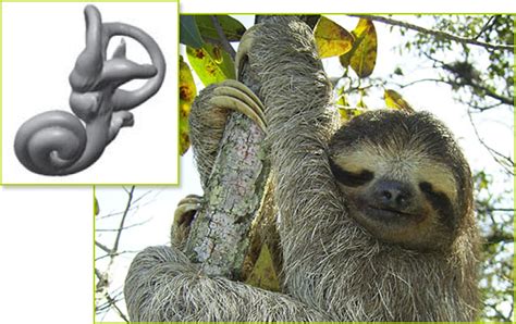 Scienceshot The Unbalanced Sloth Science Aaas