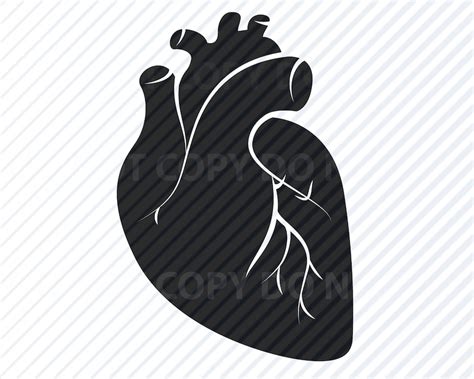 Anatomical Heart 4 Svg Files For Cricut Medical Svg Clipart Etsy
