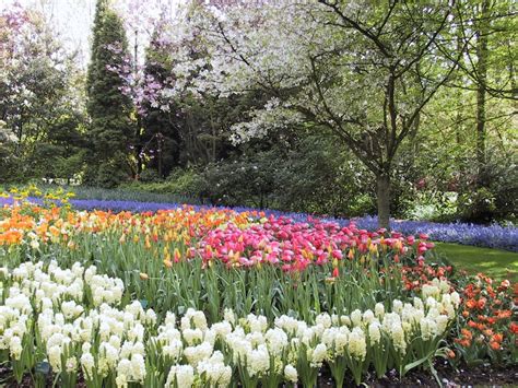 Dutch Tulip Fields In Bloom Spring In The Netherlands