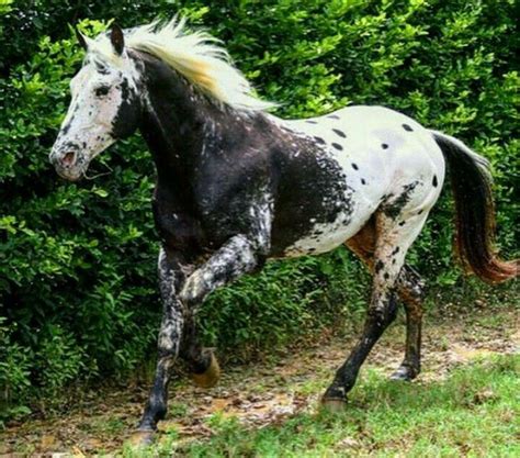 Pin By Neil Zipp On Unusual Equines Rare Horses Appaloosa Horses